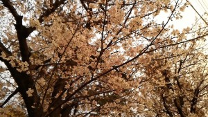 夕方の桜
