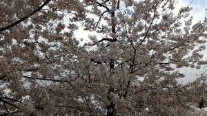 近くの公園