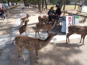 奈良公園